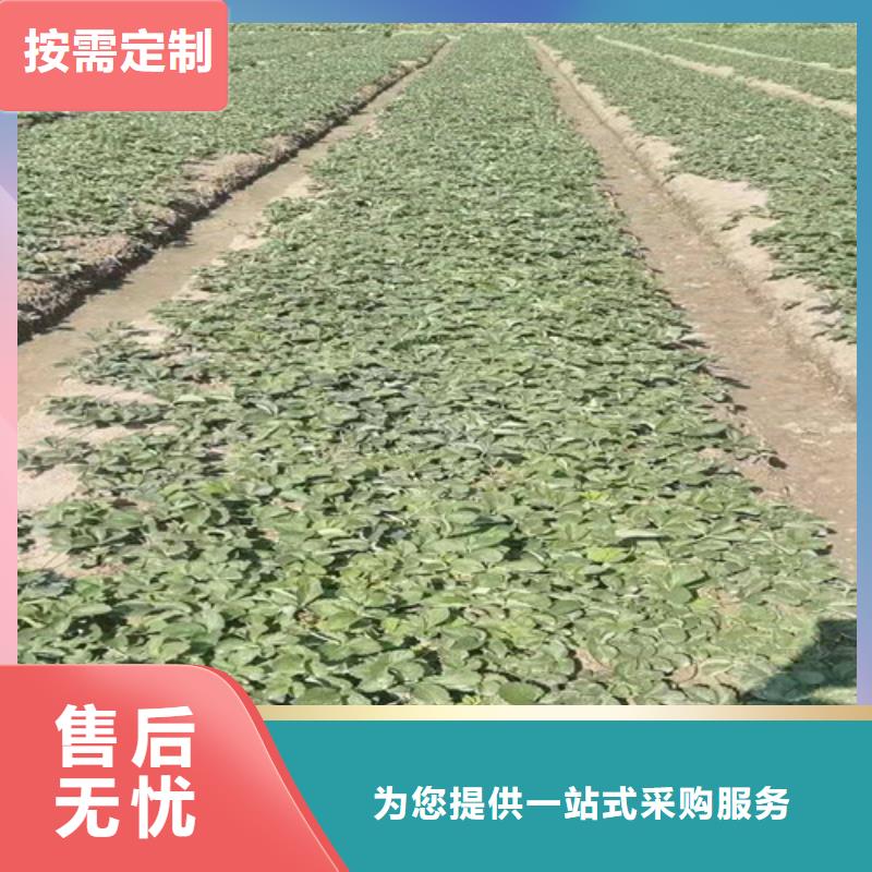 草莓苗桃树苗出货及时