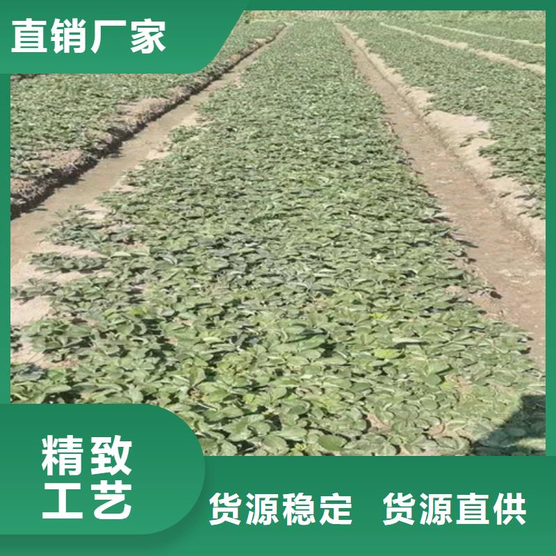 草莓苗_桃树苗从厂家买售后有保障