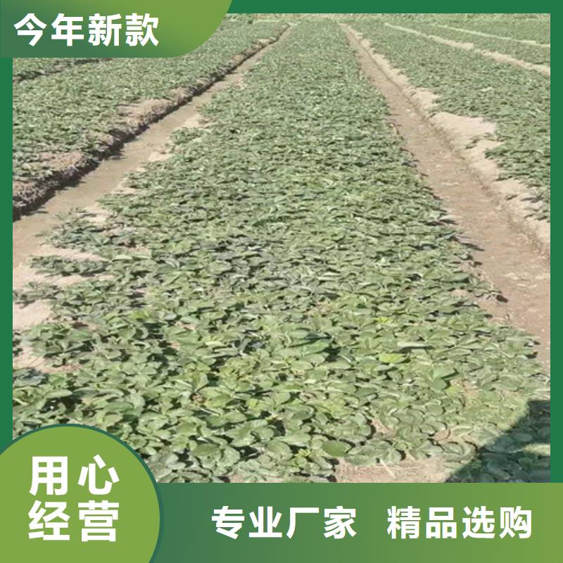 草莓苗冬棗苗精選廠家好貨
