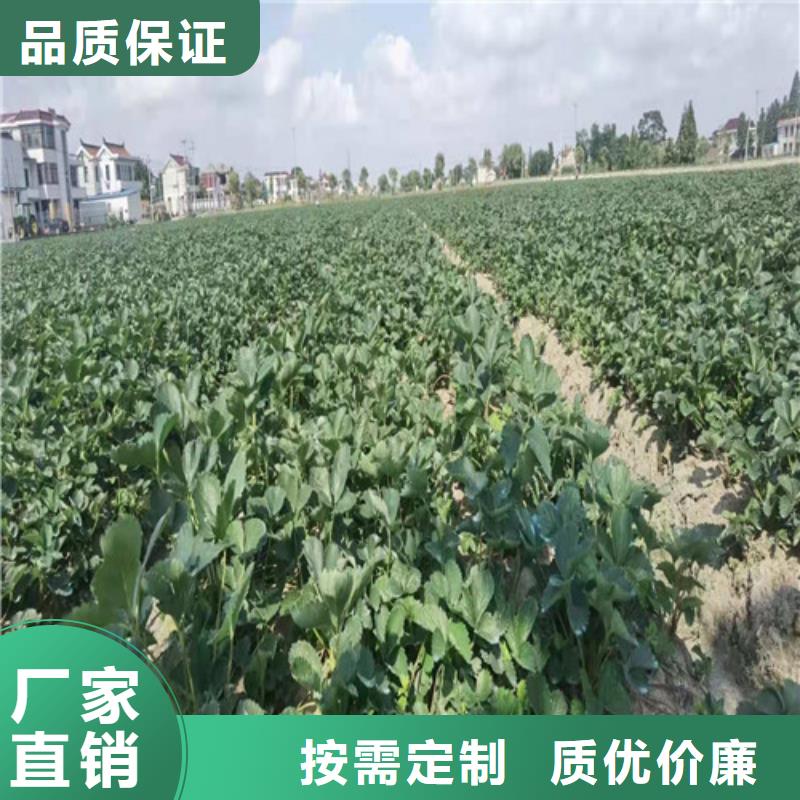 草莓苗蘋(píng)果苗粘木真材實(shí)料