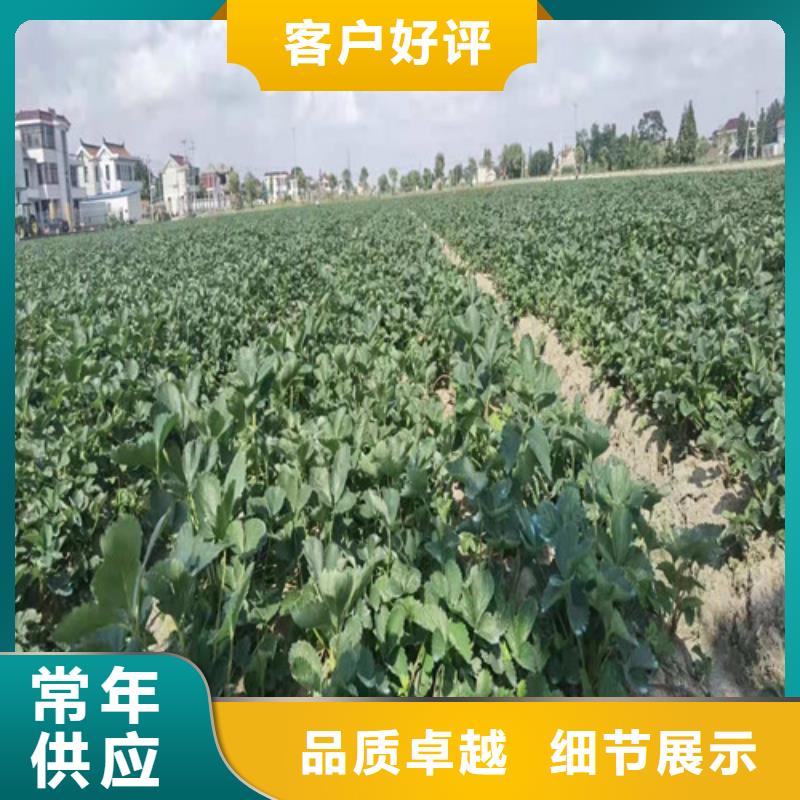 草莓苗桃树苗出货及时