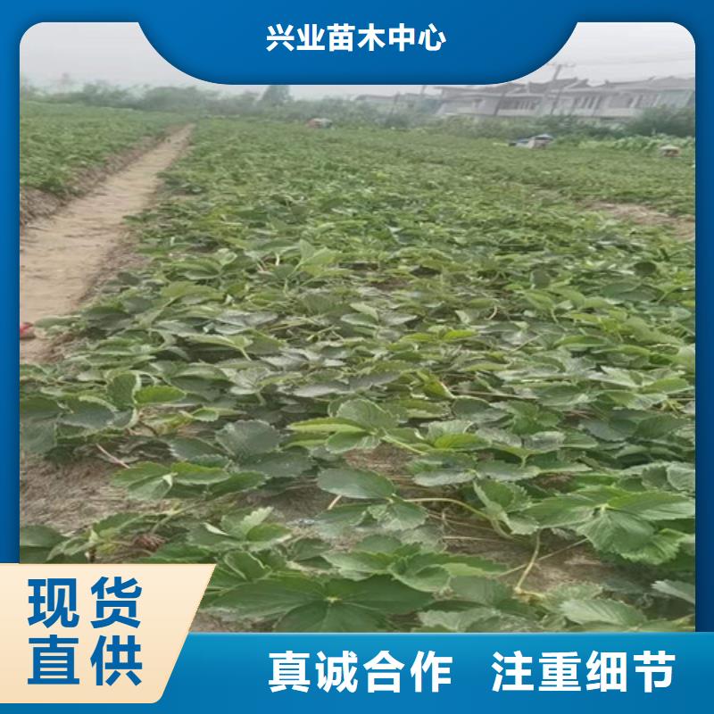 草莓苗杏苗多家仓库发货