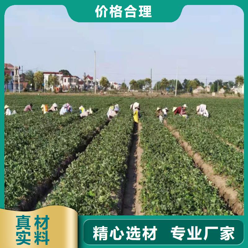 草莓苗珍珠油杏符合标准