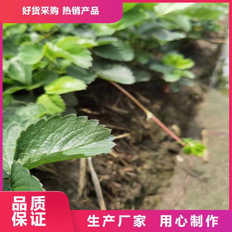 草莓苗核桃苗大庫(kù)存無(wú)缺貨危機(jī)