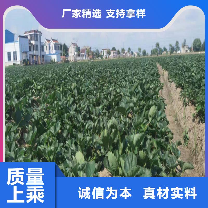 草莓苗,櫻桃樹苗精工打造