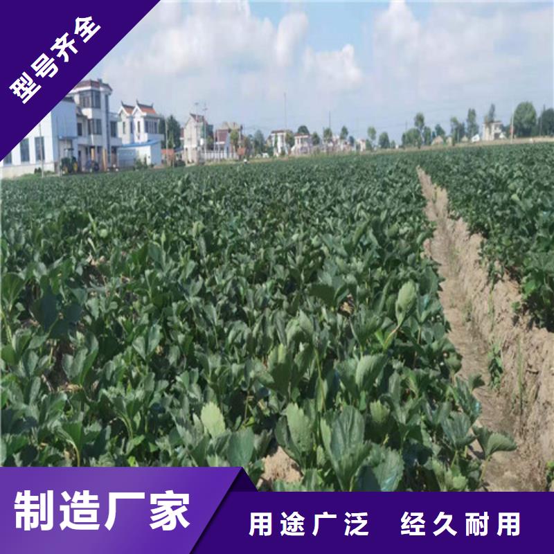 草莓苗1公分杏樹苗優(yōu)選好材鑄造好品質(zhì)