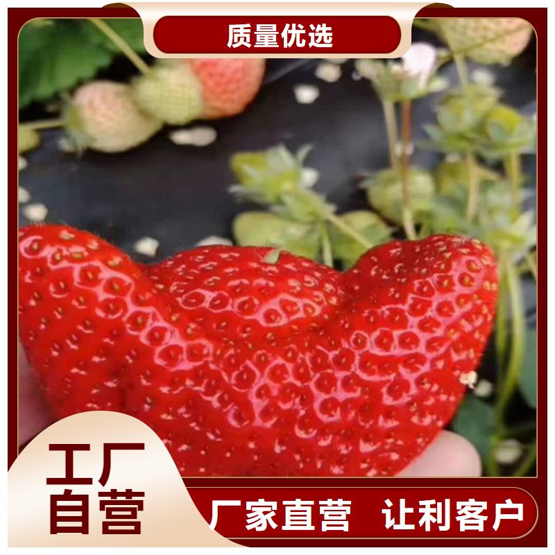 草莓苗核桃苗大库存无缺货危机