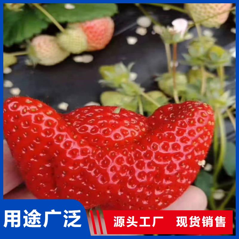 草莓苗香椿树苗甄选好厂家