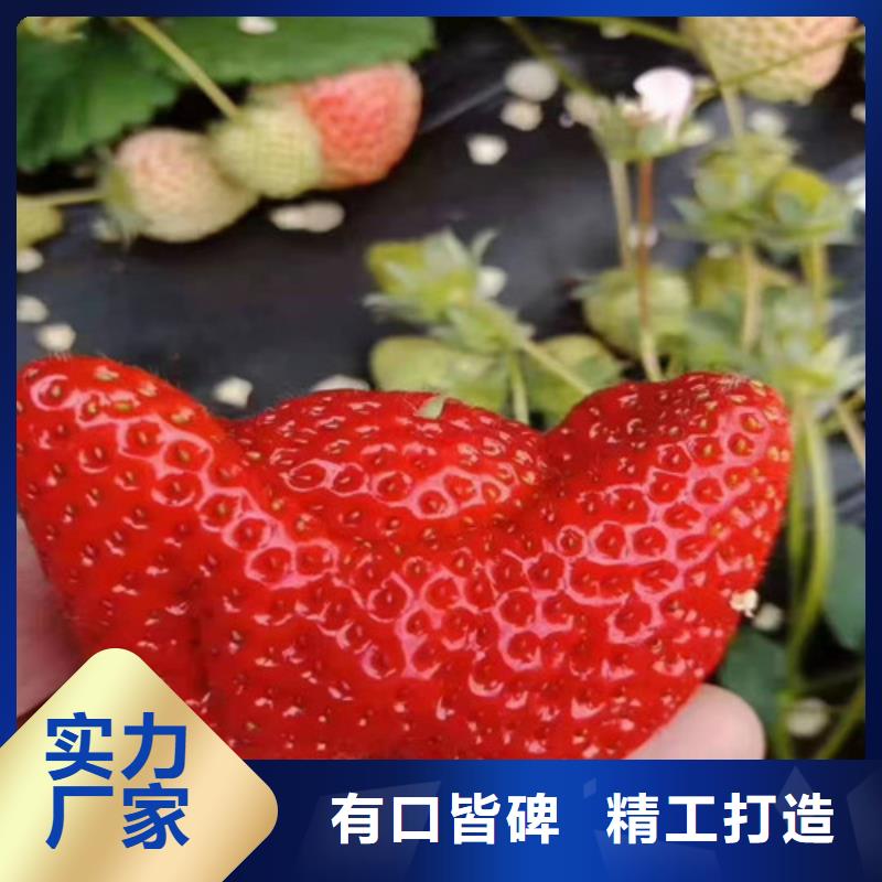 草莓苗冬棗苗精選廠家好貨