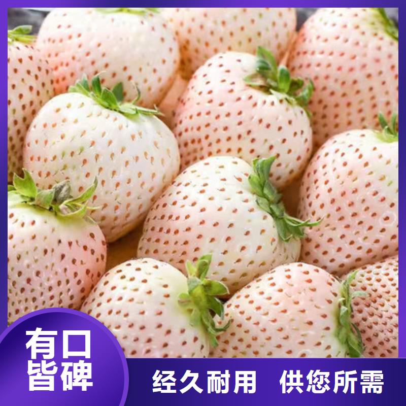 草莓苗蘋果苗源頭工廠