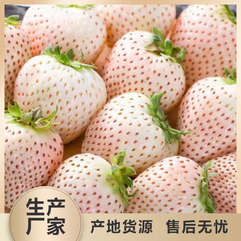 草莓苗蘋果苗多種規(guī)格可選