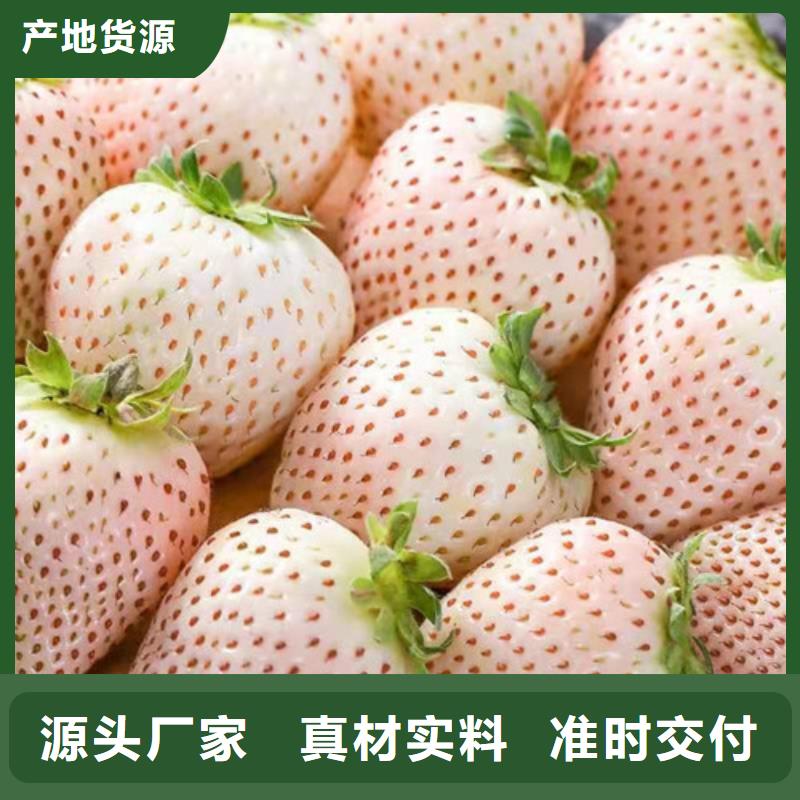 草莓苗櫻桃樹苗款式多樣