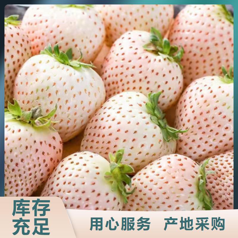草莓苗,櫻桃樹苗精工打造