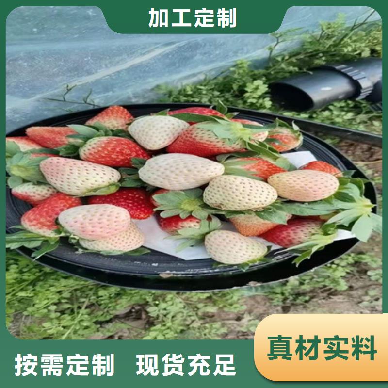 草莓苗冬棗苗精選廠家好貨