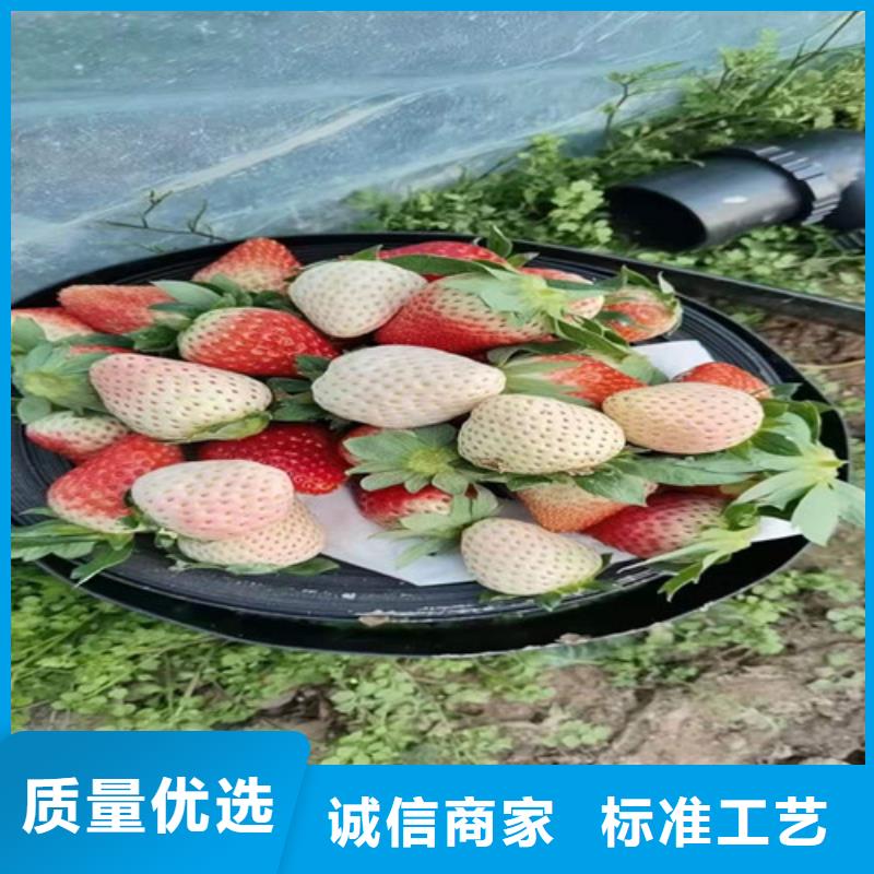 草莓苗,櫻桃樹苗精工打造