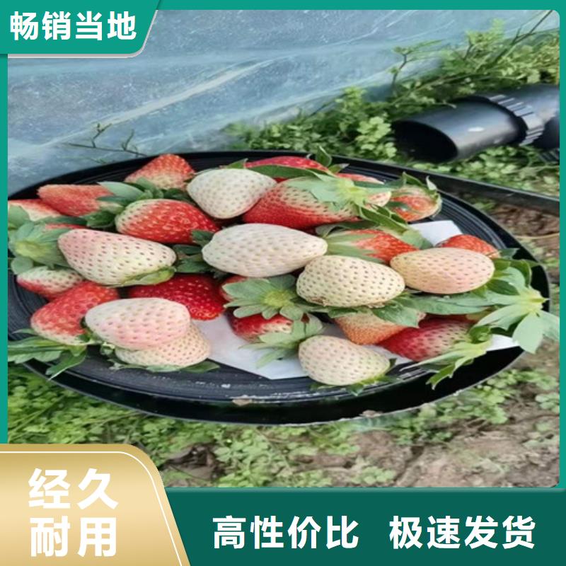 草莓苗核桃苗大库存无缺货危机