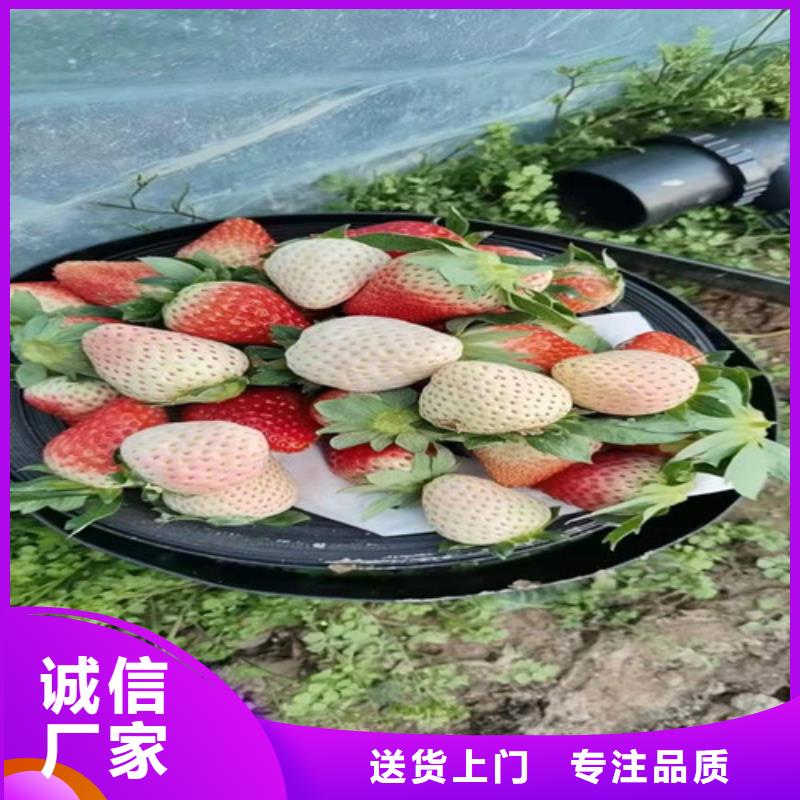 草莓苗,櫻桃樹苗精工打造