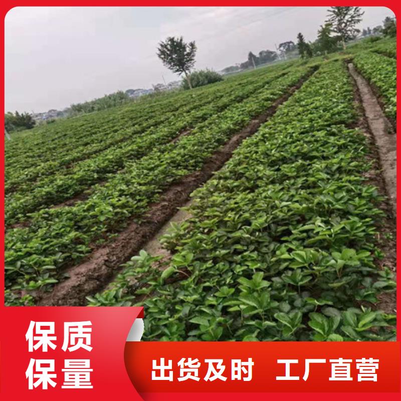 草莓苗1公分杏樹苗優(yōu)選好材鑄造好品質(zhì)