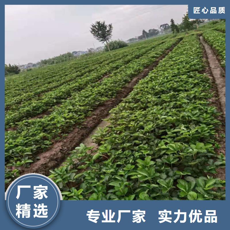 草莓苗嘎啦苹果苗源厂直接供货