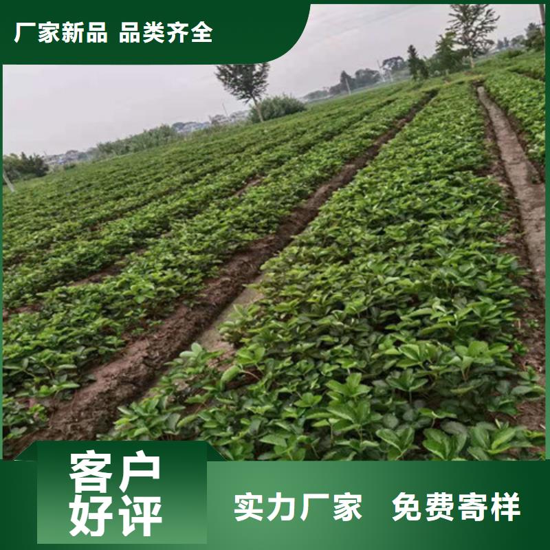 草莓苗1公分杏树苗优选好材铸造好品质