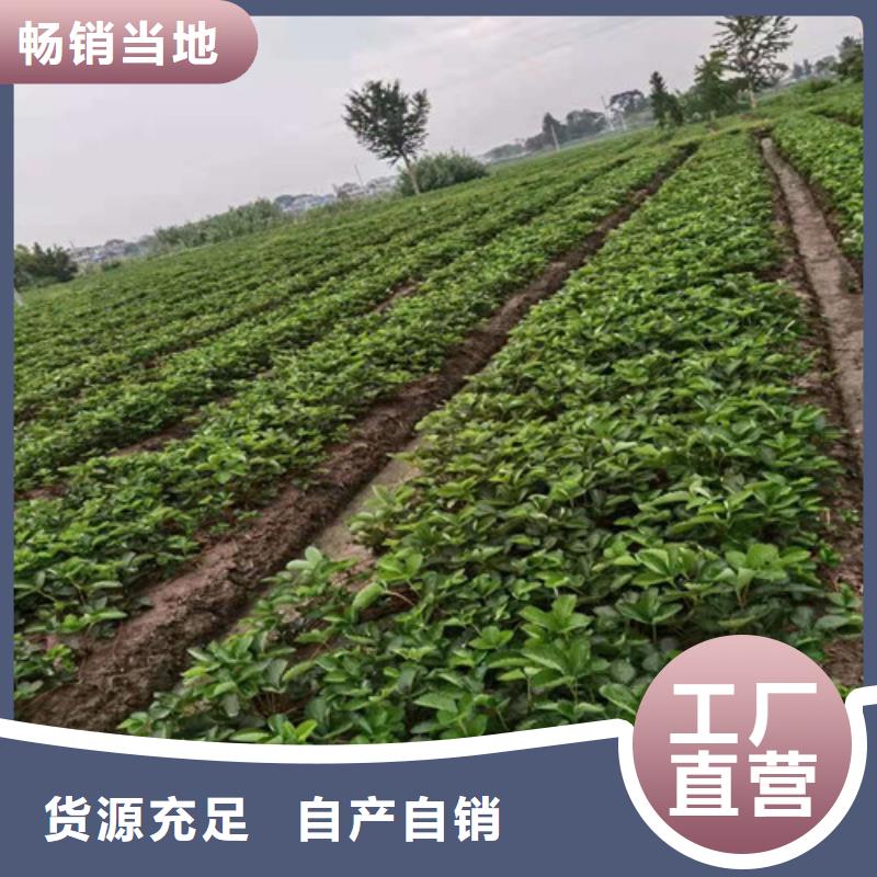 草莓苗蓝莓苗质量看得见