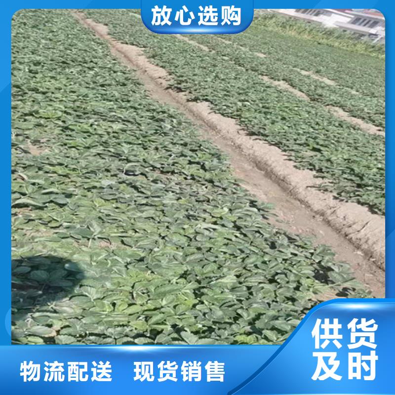 草莓苗杏苗多家仓库发货