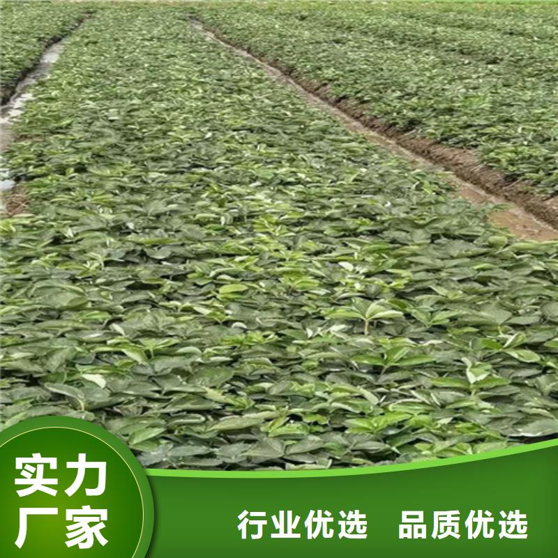 草莓苗蘋果苗源頭工廠