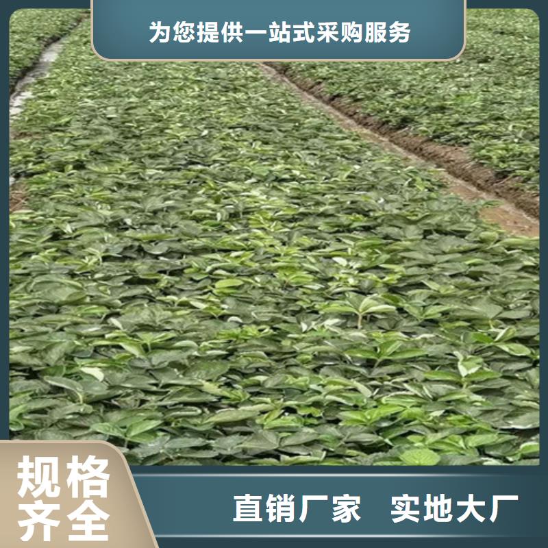 草莓苗蘋(píng)果苗粘木真材實(shí)料