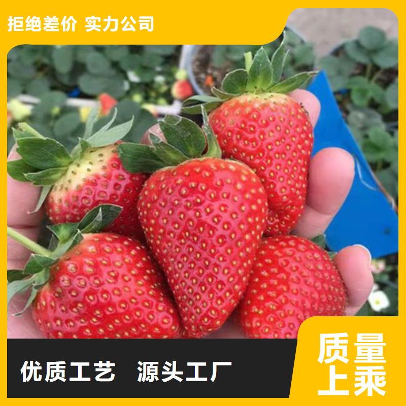草莓苗,櫻桃樹苗精工打造