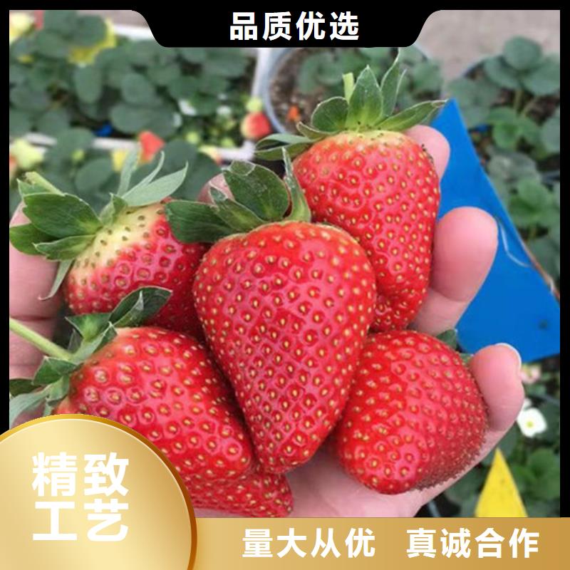 白雪草莓种苗