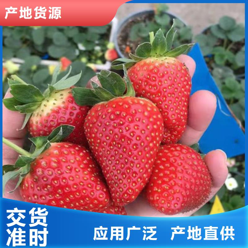 草莓苗,櫻桃樹苗精工打造