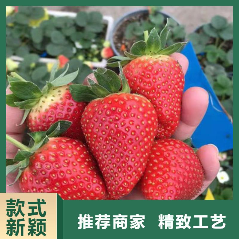 草莓苗嘎啦苹果苗源厂直接供货