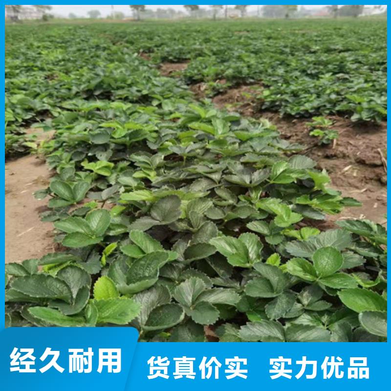 草莓苗杏苗多家仓库发货