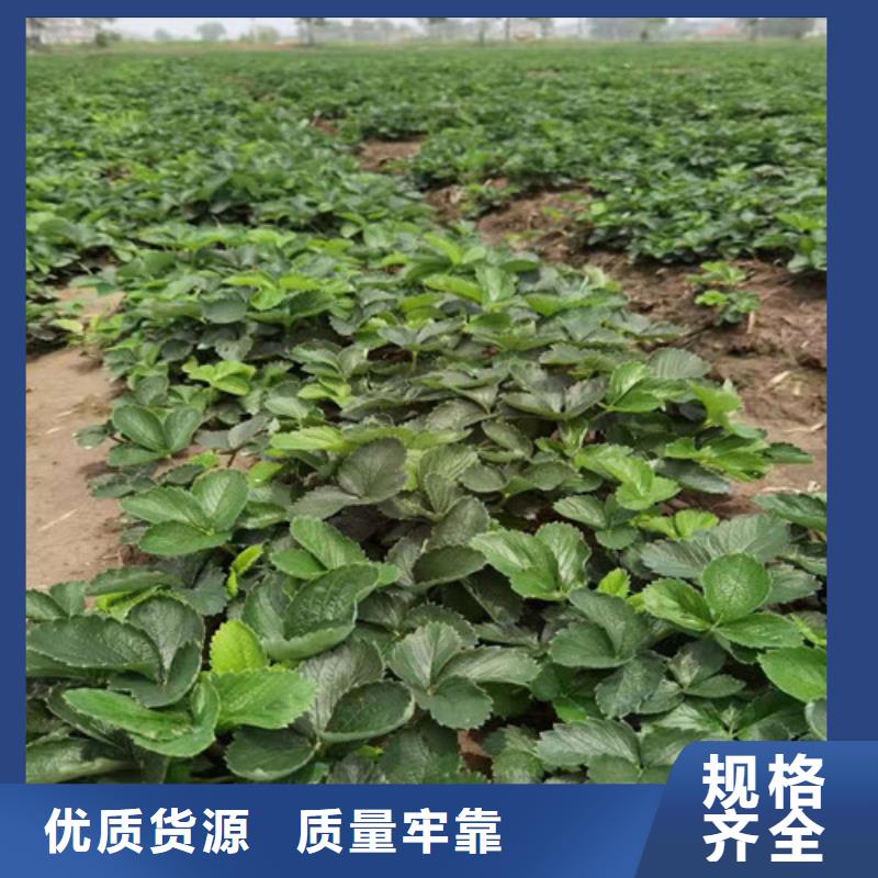草莓苗,櫻桃樹苗精工打造