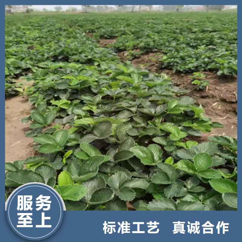 草莓苗蘋果苗源頭工廠
