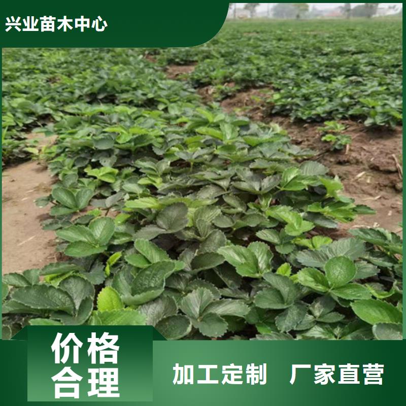 草莓苗珍珠油杏符合标准