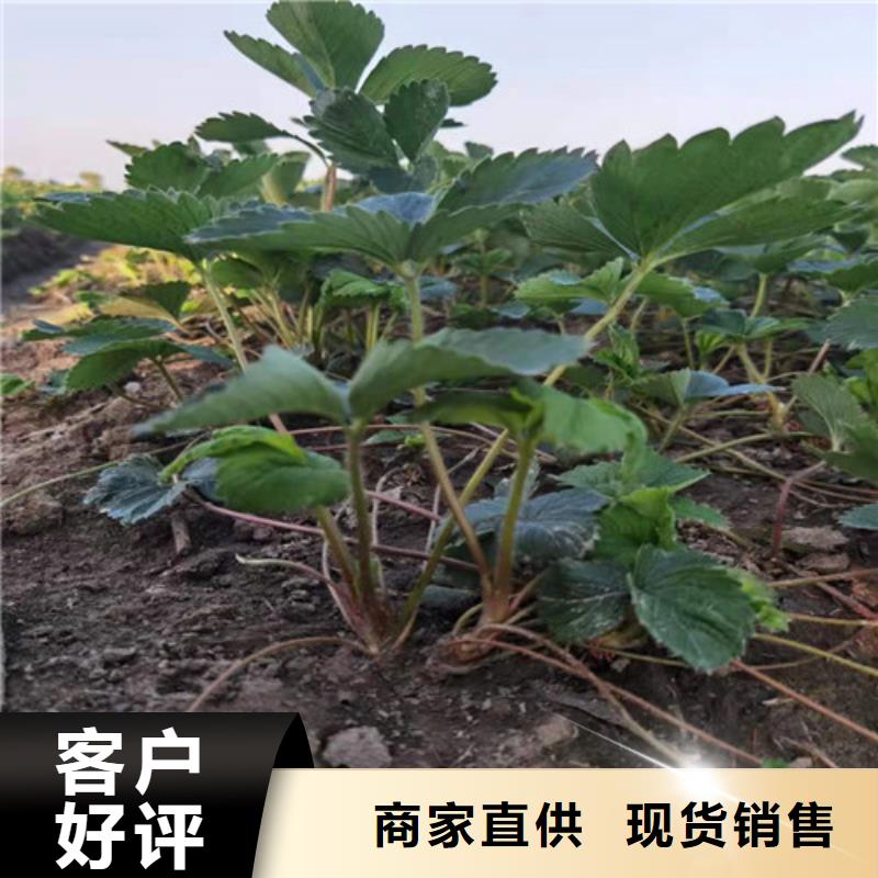 草莓苗_桃樹苗從廠家買售后有保障
