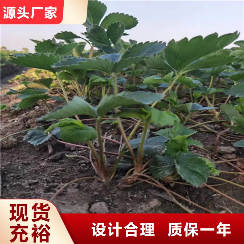 草莓苗桃树苗品质不将就