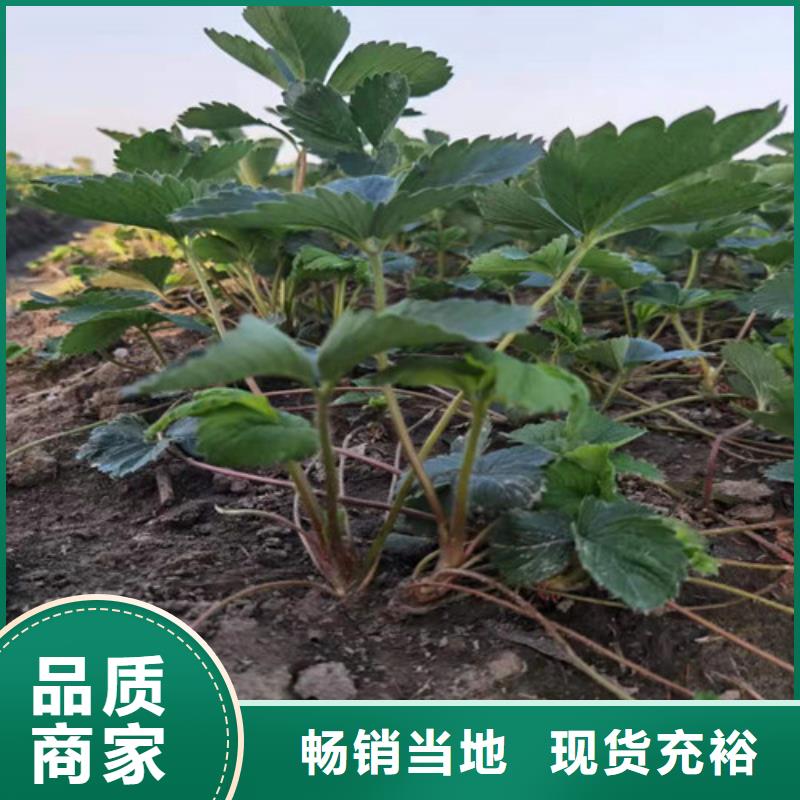 草莓苗,櫻桃樹苗精工打造
