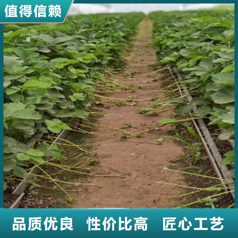 草莓苗蘋(píng)果苗粘木真材實(shí)料