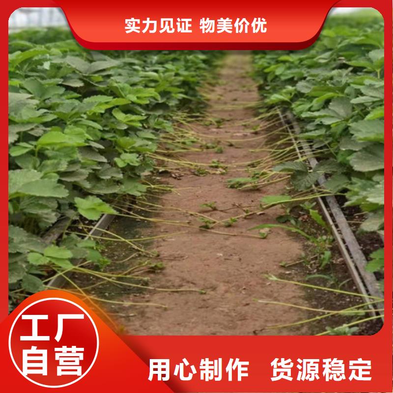 草莓苗,櫻桃樹苗精工打造