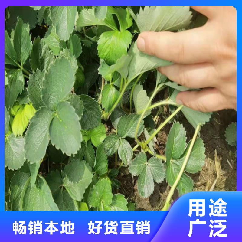 草莓苗,櫻桃樹苗精工打造