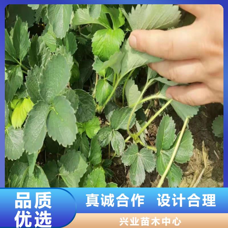 草莓苗蘋(píng)果苗粘木真材實(shí)料