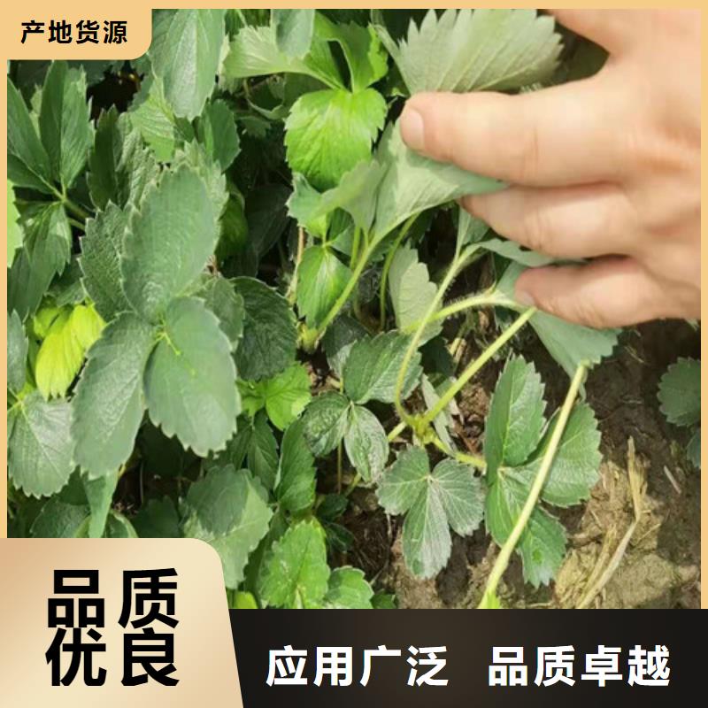 草莓苗,櫻桃樹(shù)苗精工打造