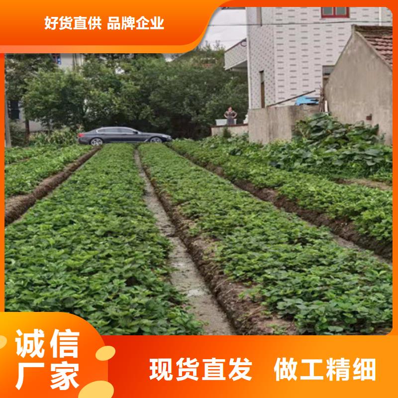 草莓苗,櫻桃樹苗精工打造