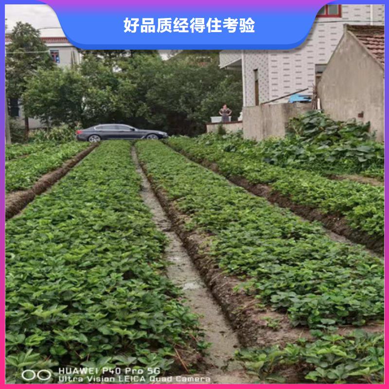 草莓苗冬棗苗精選廠家好貨