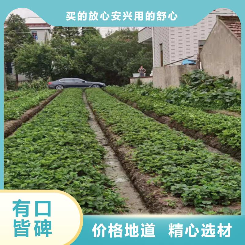 草莓苗,櫻桃樹苗精工打造