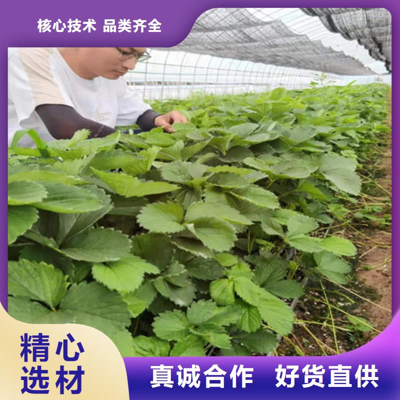 草莓苗,櫻桃樹苗精工打造