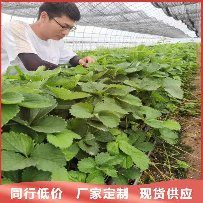 草莓苗,櫻桃樹苗精工打造