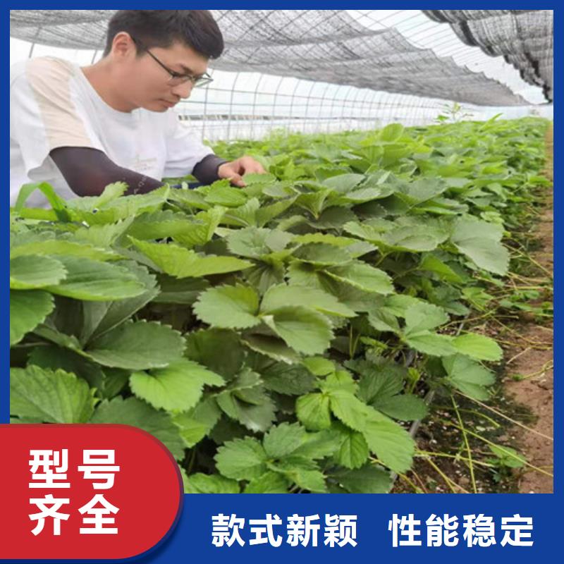 草莓苗冬棗苗精選廠家好貨